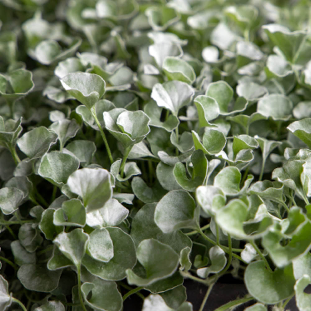 DICHONDRA IN VASO 16CM