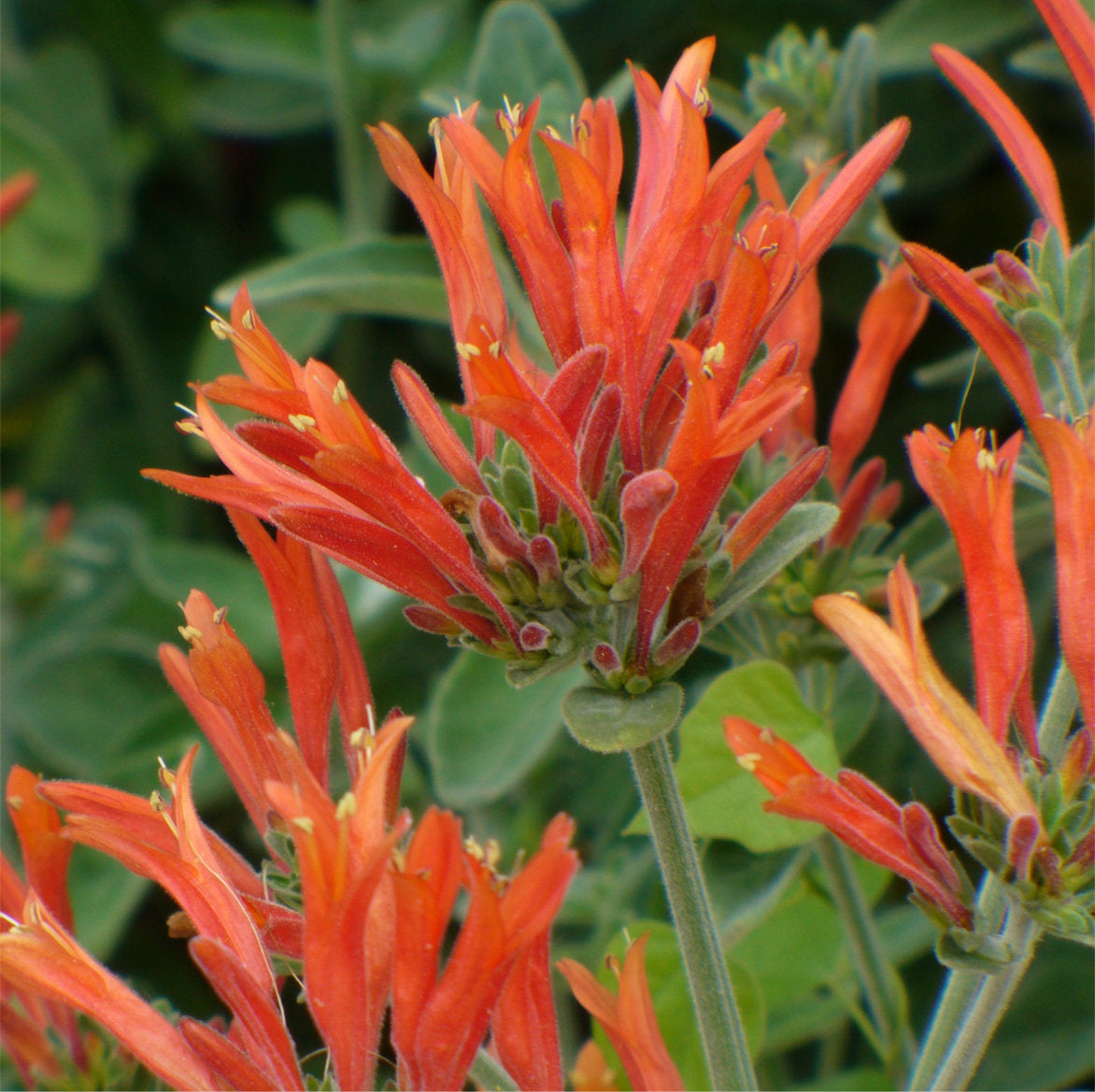 DICLIPTERA SUBERECTA VASO 15CM