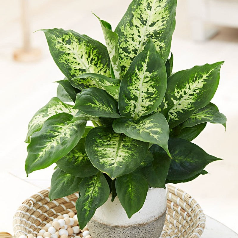DIEFFENBACHIA VASO 16CM