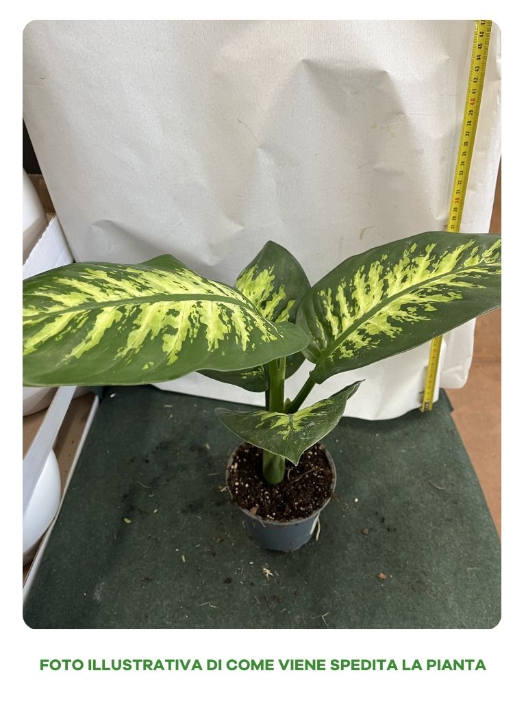 DIEFFENBACHIA TROPIC SNOW VASO 12CM