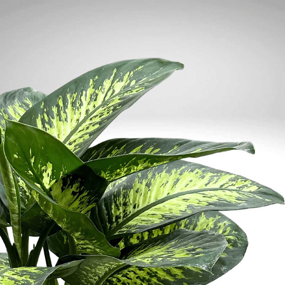 DIEFFENBACHIA TROPIC SNOW VASO 12CM