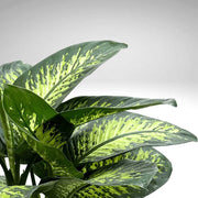 DIEFFENBACHIA TROPIC SNOW VASO 12CM