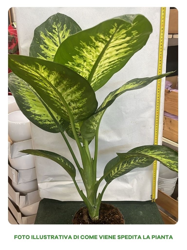 DIEFFENBACHIA TROPIC SNOW VASO 17CM
