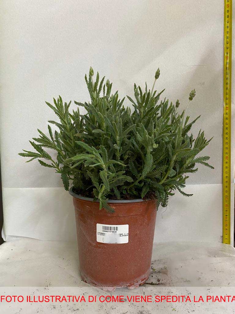 LAVANDULA DENTATA CANDICANS VASO 16CM