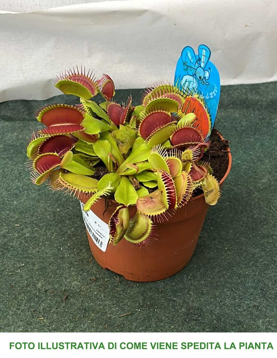 PIANTA CARNIVORA DIONEA MUSCIPULA VASO 12CM