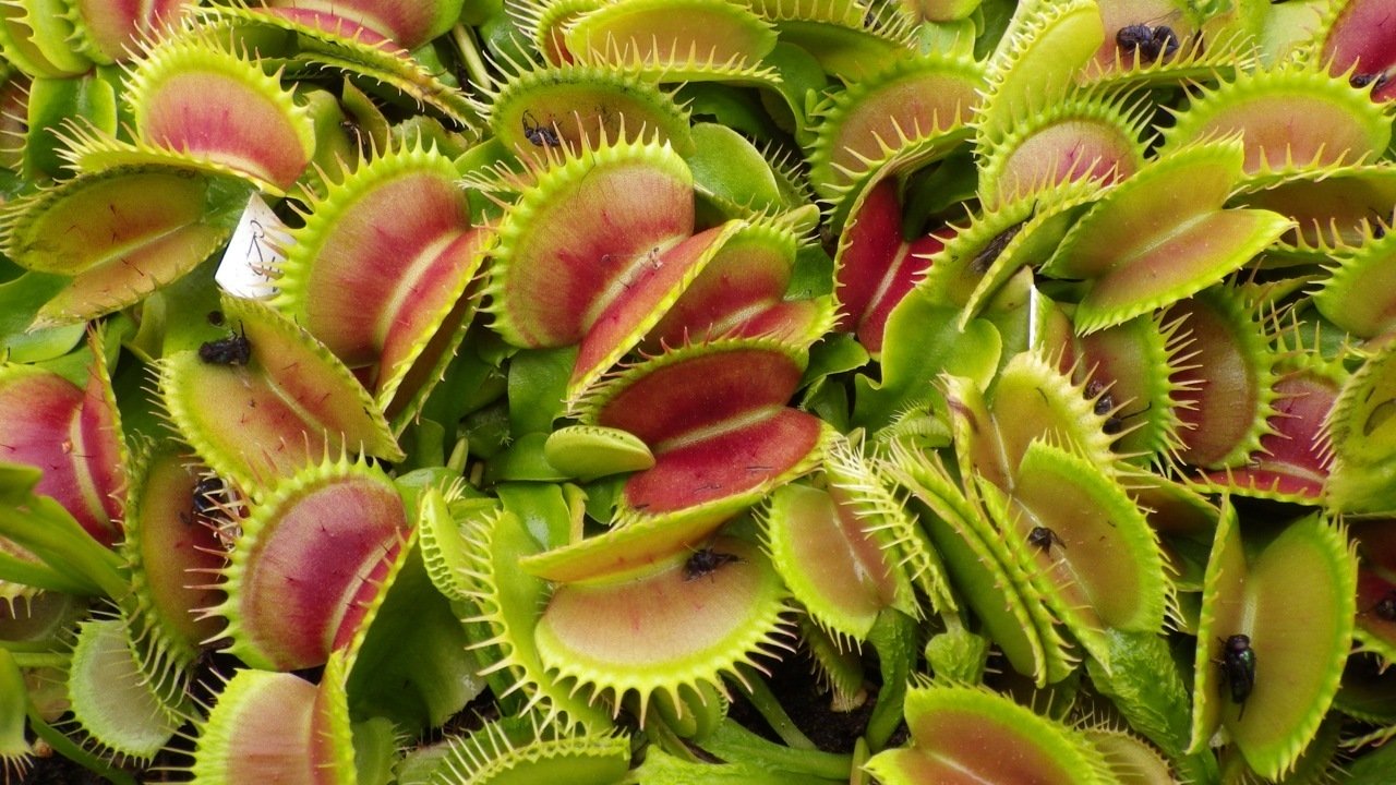 OFFERTA 3 PIANTE CARNIVORE DIONEA MUSCIPULA VASO 9CM