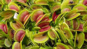 OFFERTA 3 PIANTE CARNIVORE DIONEA MUSCIPULA VASO 9CM