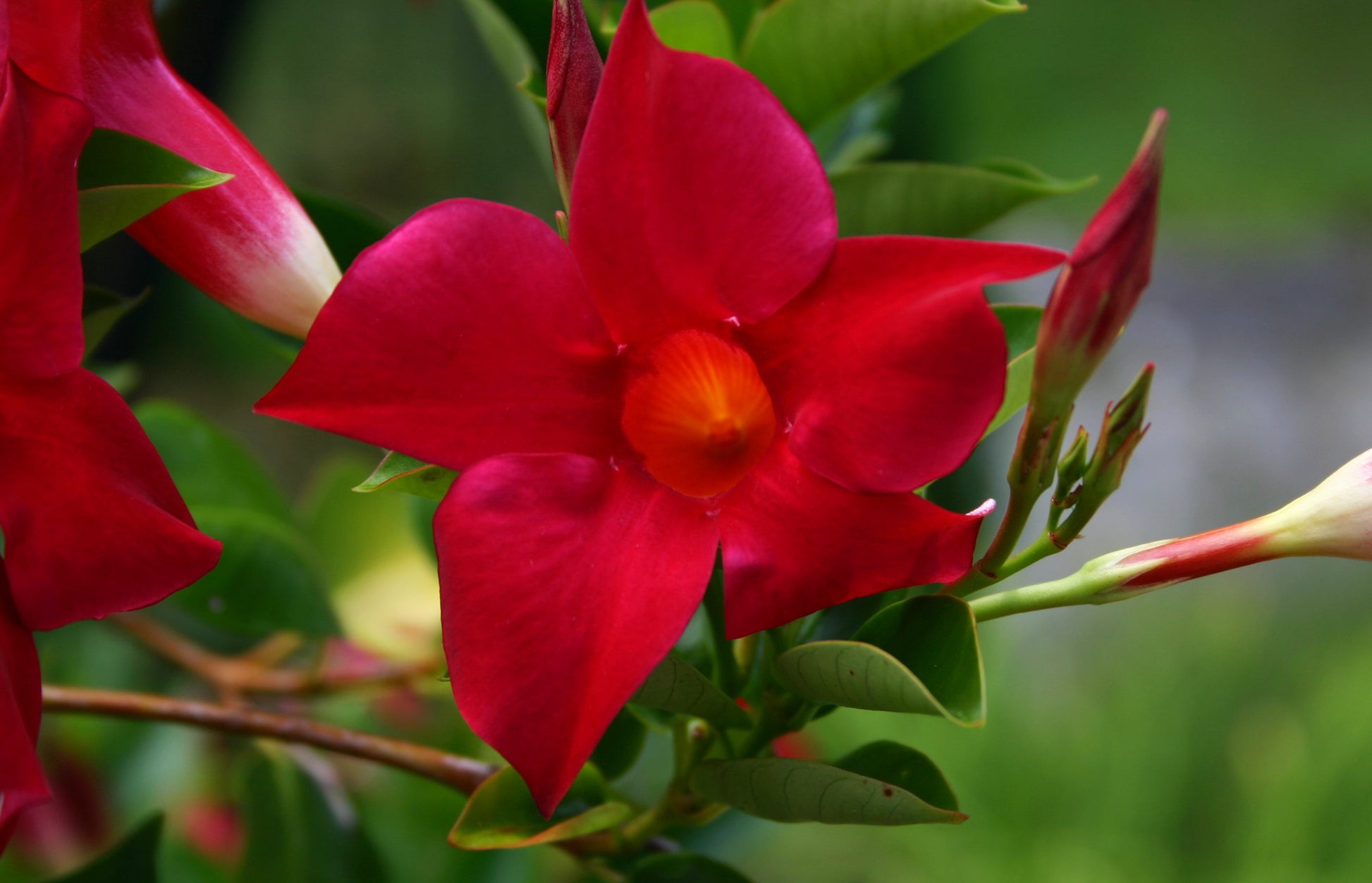 DIPLADENIA ROSSA VASO 17CM CON SPALLIERA