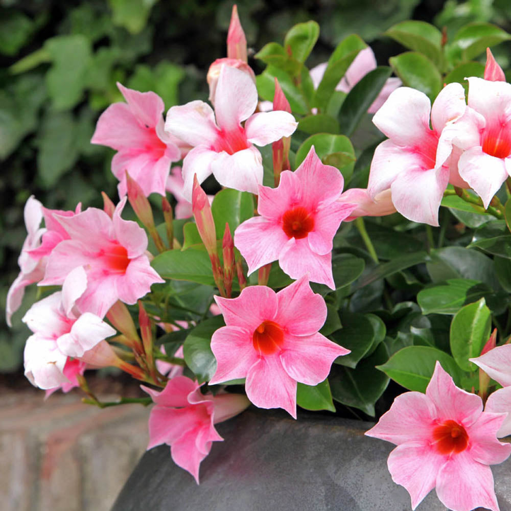DIPLADENIA BICOLORE IN VASO A BASKET DA 18CM