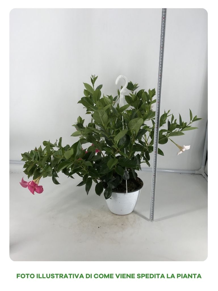 DIPLADENIA BICOLORE IN VASO A BASKET DA 18CM