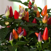 CAPSICUM ANNUUM ACAPULCO PEPERONCINO ORNAMENTALE VASO 10.5CM