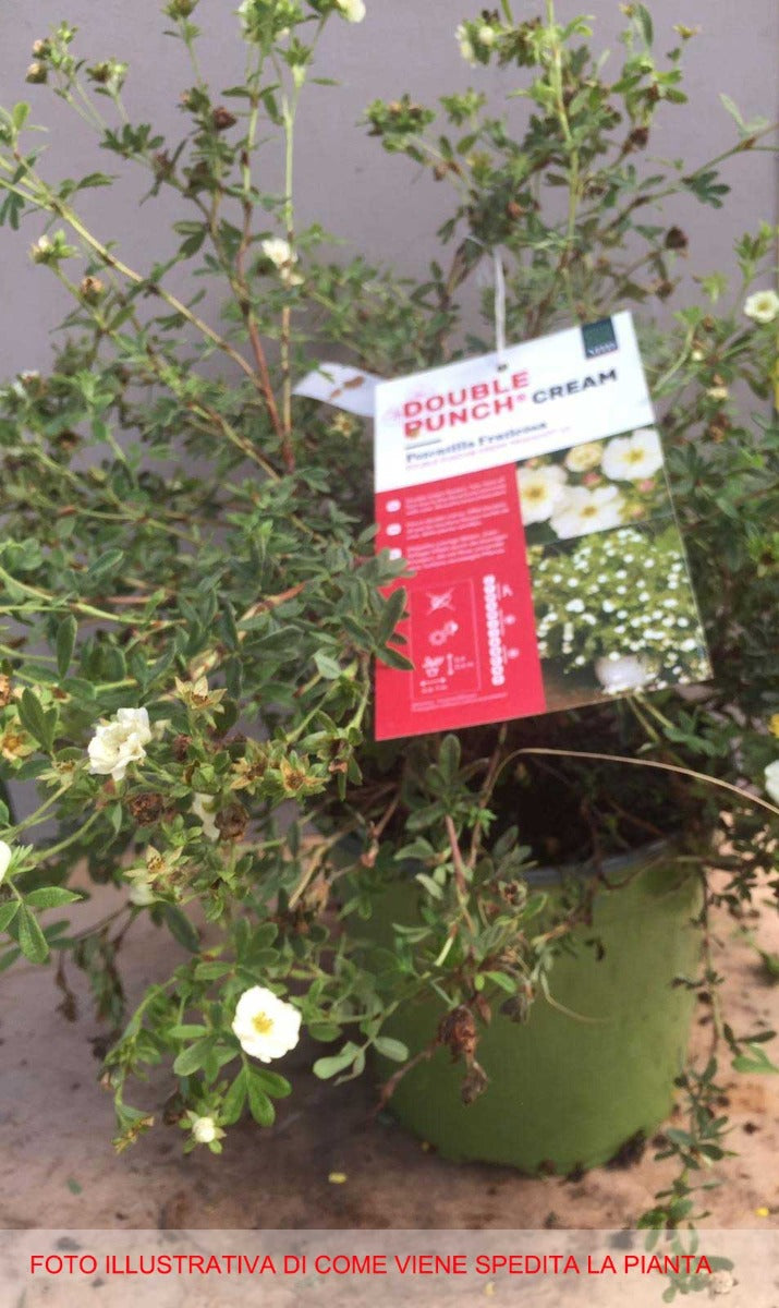 POTENTILLA FRUCTICOSA DOUBLE CREAM VASO 18CM