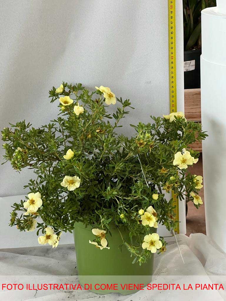 POTENTILLA FRUCTICOSA CREAM'ISSIMA VASO 18CM