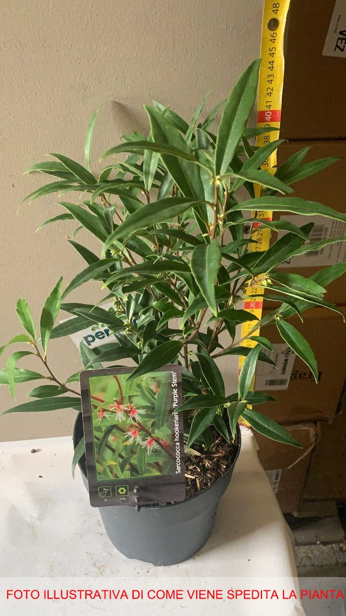 SARCOCOCCA HOOKERIANA PURPLE STEM VASO 17CM
