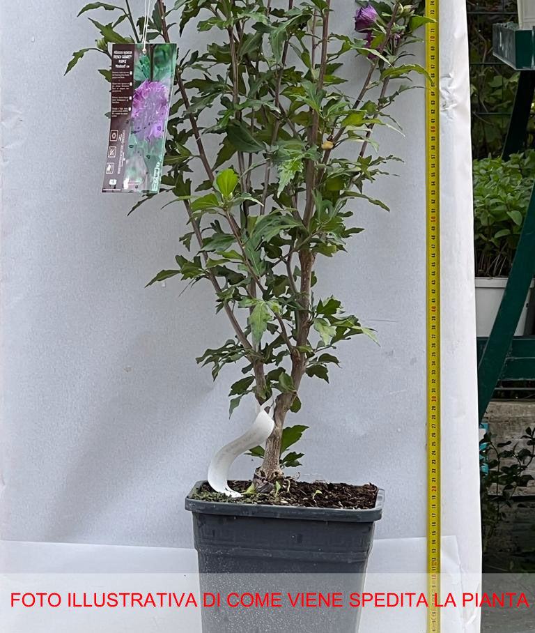 IBISCO SYRIACUS FRENCH CABARET PURPLE IN VASO 24CM