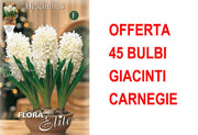 OFFERTA 45 BULBI GIACINTO CARNEGIE