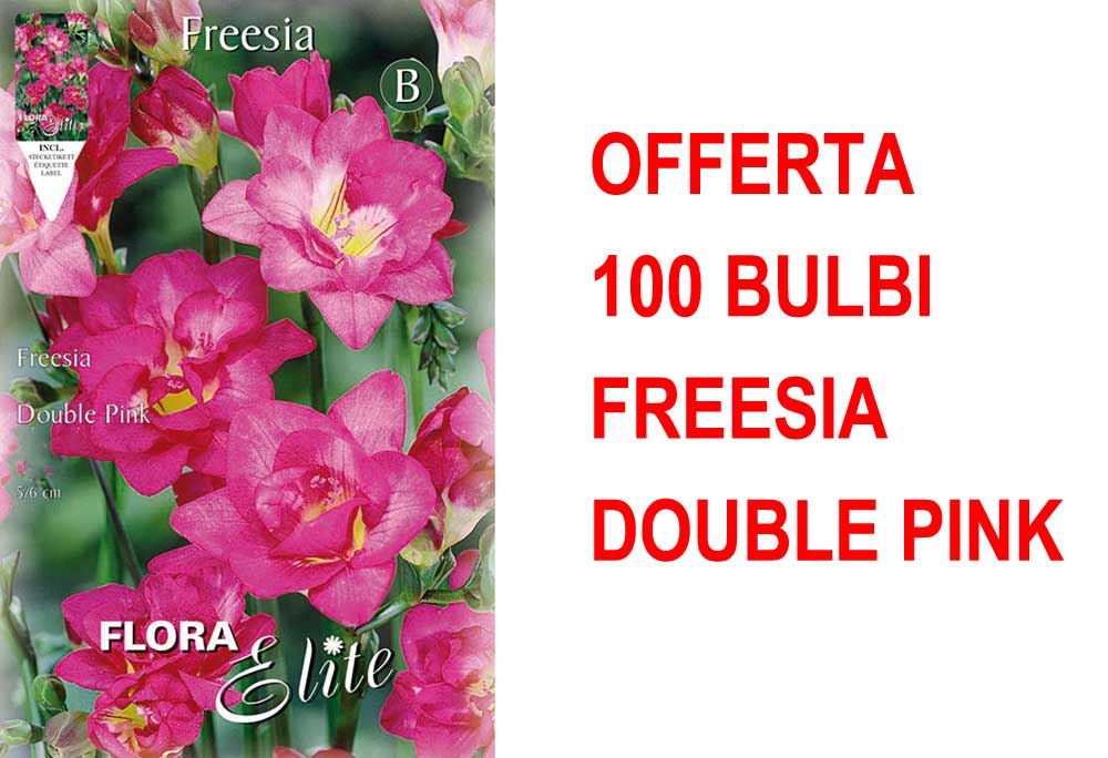 OFFERTA 100 BULBI FREESIA DOUBLE PINK