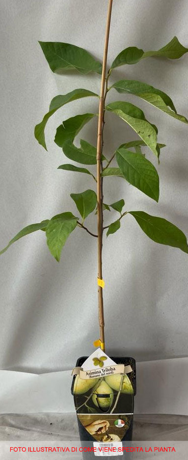 ASIMINA TRILOBA BANANO DEL NORD (1 PIANTA)