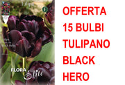 OFFERTA 15 BULBI TULIPANO A FIORE DOPPIO LATE BLACK HERO
