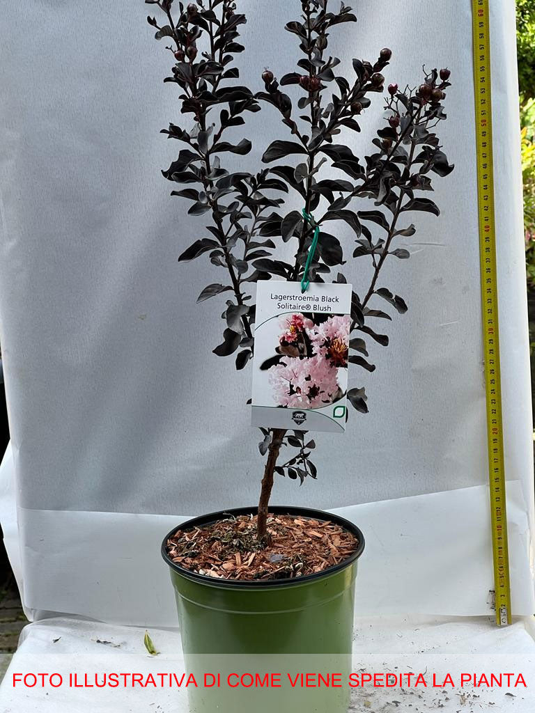 LAGERSTROEMIA INDICA BLACK SOLITAIRE BLUSH VASO 18CM