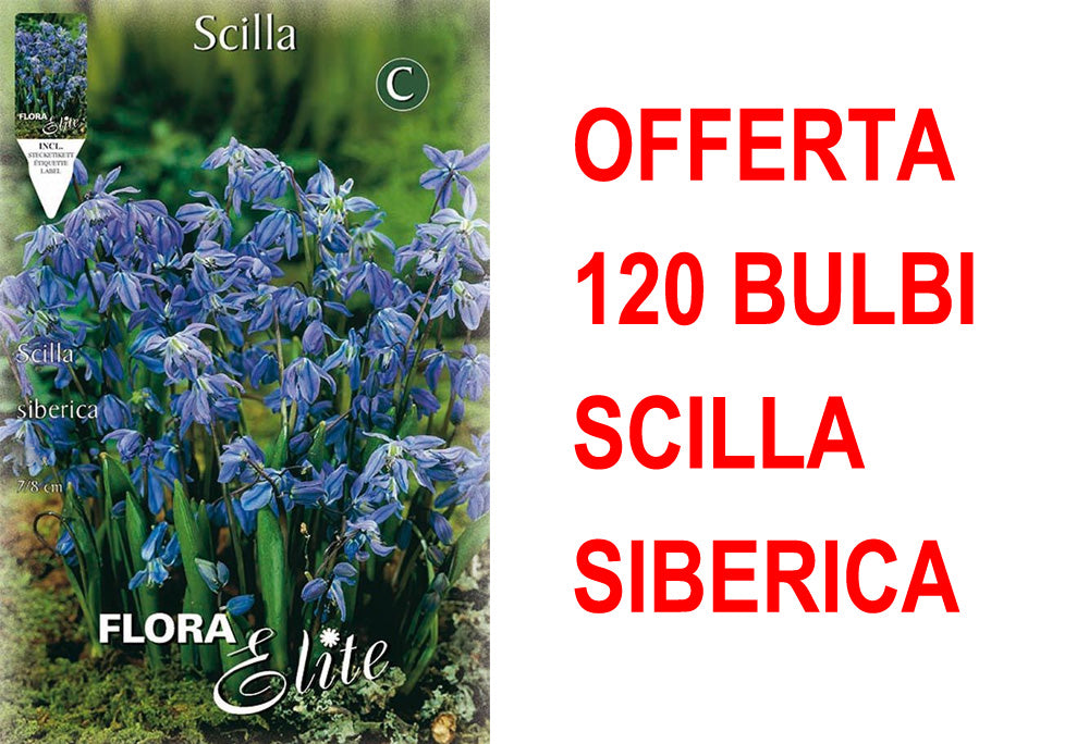 OFFERTA 120 BULBI SCILLA SIBERICA