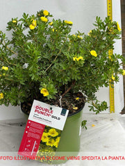 POTENTILLA FRUCTICOSA DOUBLE GOLD VASO 18CM