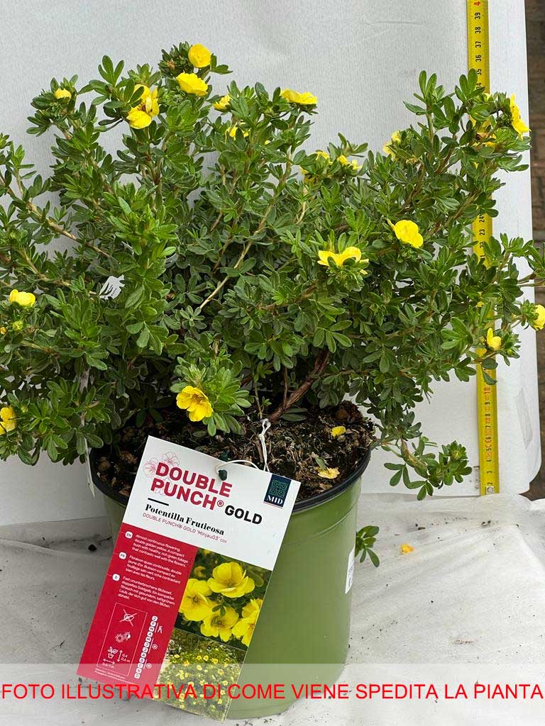POTENTILLA FRUCTICOSA DOUBLE GOLD VASO 18CM