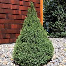 PICEA GLAUCA DECEMBER VASO 13CM
