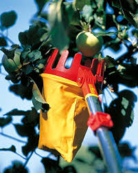 RACCOGLIFRUTTA RG-M NOVITÀ