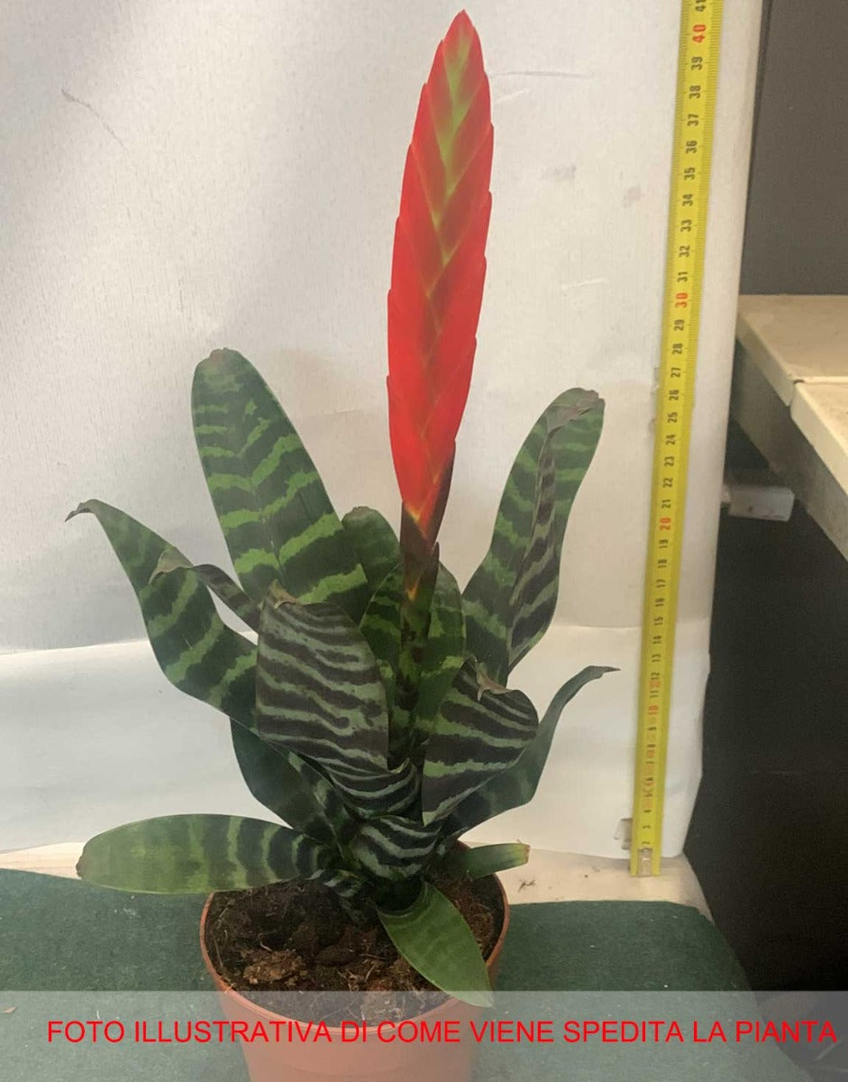 VRIESEA SPLENDENS ROSSA IN VASO 12CM