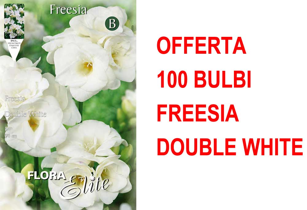 OFFERTA 100 BULBI FREESIA DOUBLE WHITE