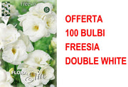 OFFERTA 100 BULBI FREESIA DOUBLE WHITE