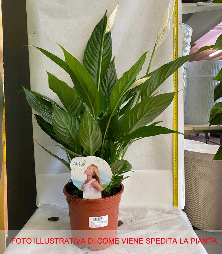 SPATHIPHYLLUM VIVALDI BIANCO VASO 16CM