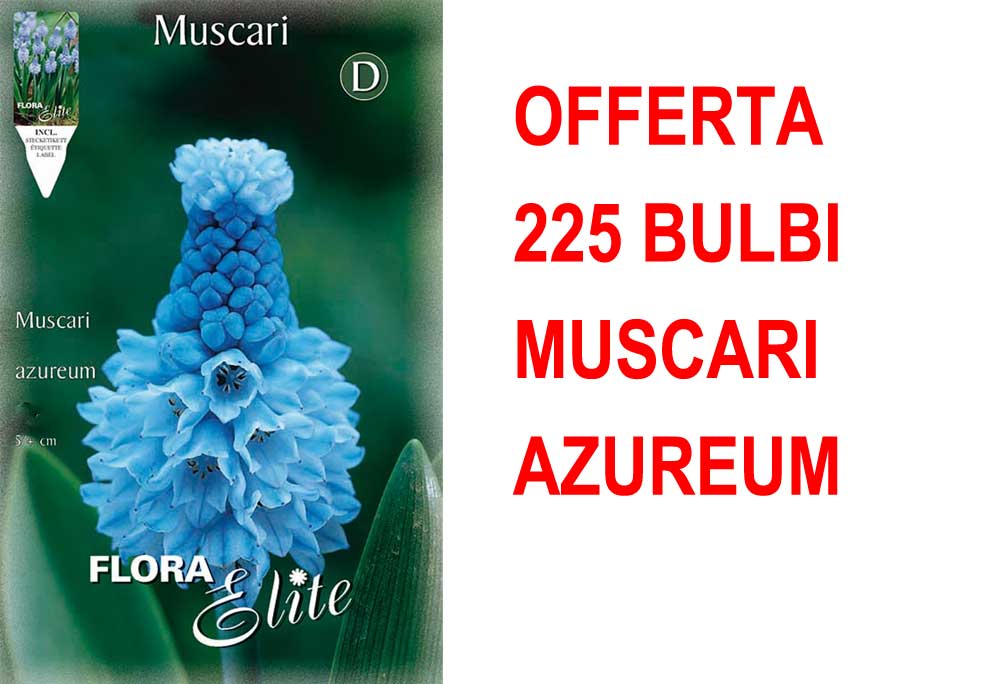 OFFERTA 225 BULBI MUSCARI AZUREUM