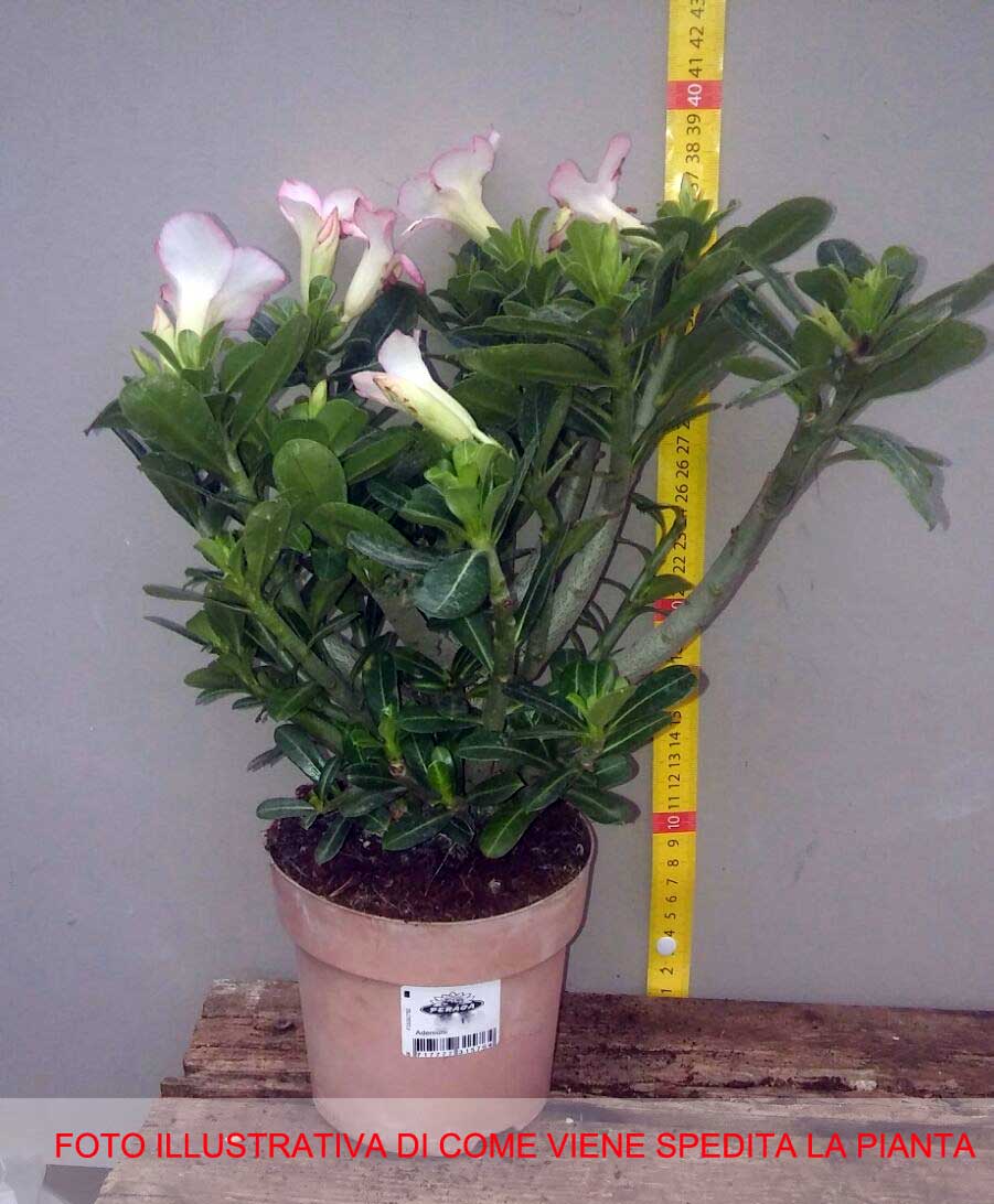 ADENIUM ROSA O ROSA DEL DESERTO VASO 14CM