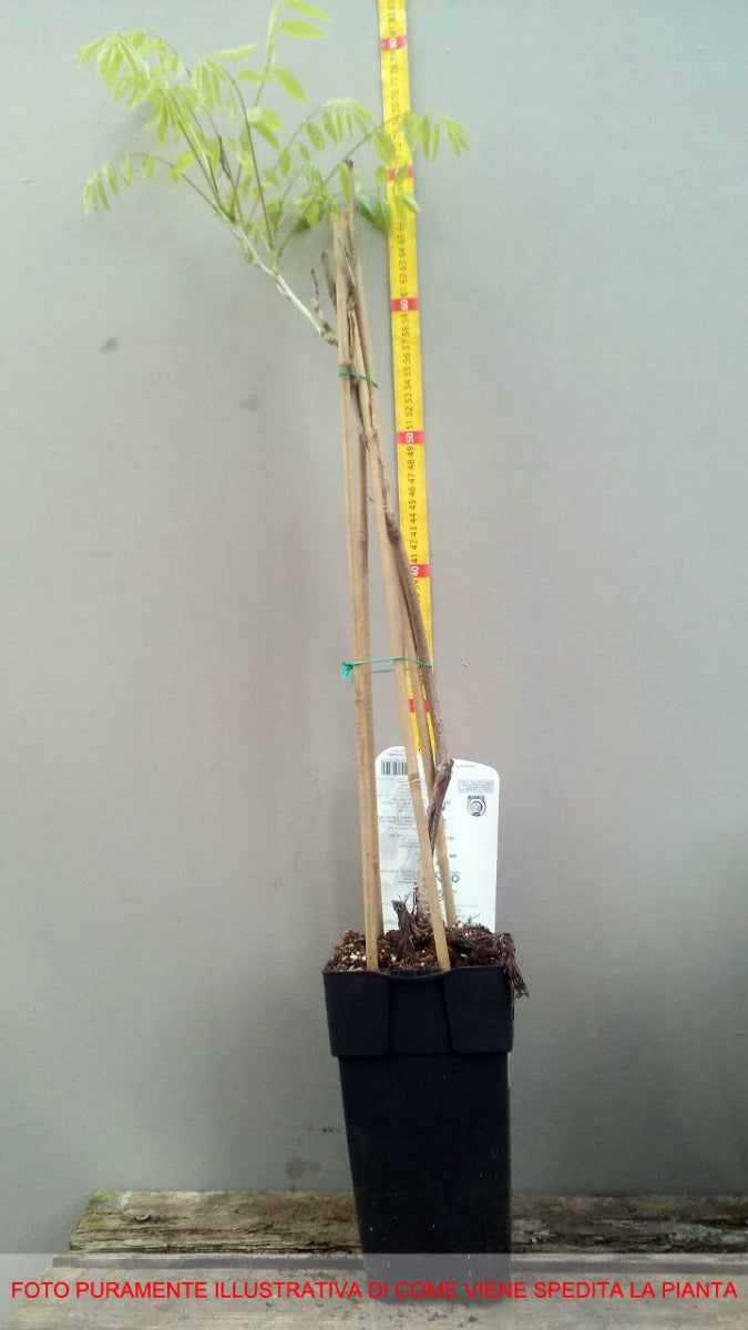 GLICINE WISTERIA SINENSIS PROFILIC VASO 14CM