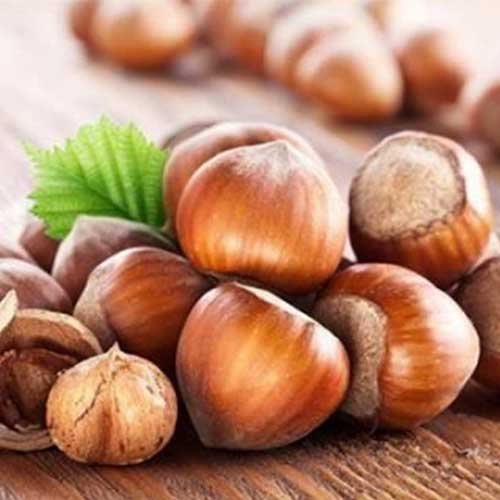 NOCCIOLO TONDO ROMANA (1 PIANTA)