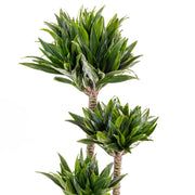 DRACENA COMPACTA TRONCHETTO DELLA FELICITÀ VASO 15CM H80CM
