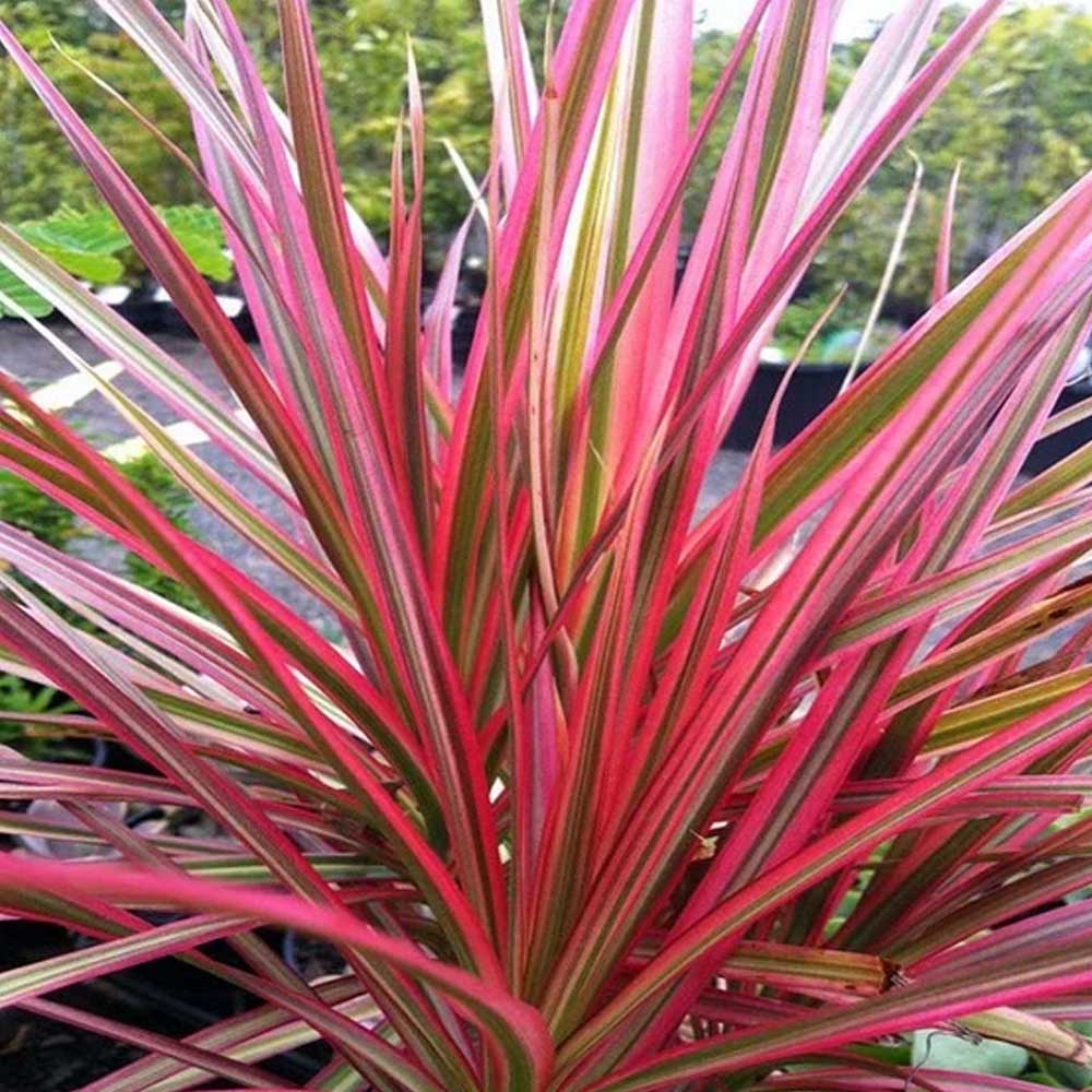 DRACENA COLORAMA ROSSA 30/10 IN VASO 15CM