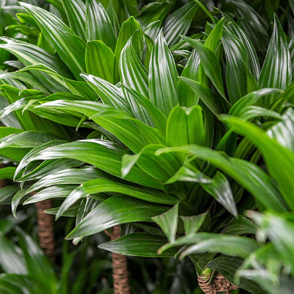 DRACENA FRAGRANCE COMPACTA IN VASO DA 16CM