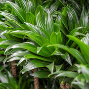 DRACENA FRAGRANCE COMPACTA IN VASO DA 16CM