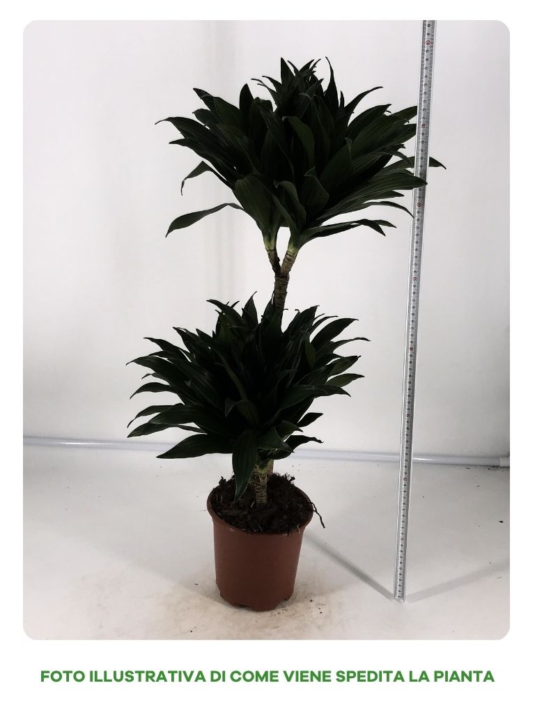 DRACENA FRAGRANCE COMPACTA IN VASO DA 16CM