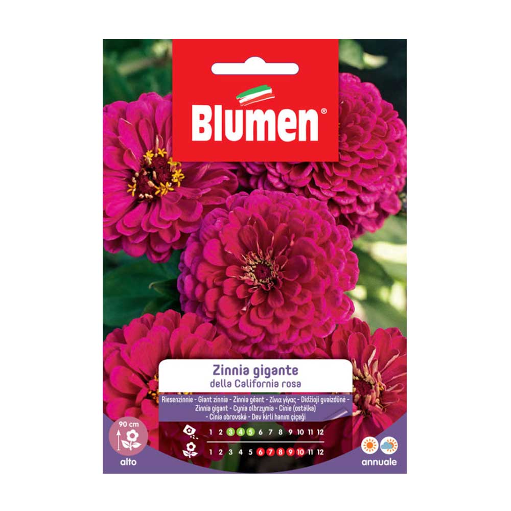 SEMI ZINNIA GIGANTE ROSA CALIFORNIA BLUMEN