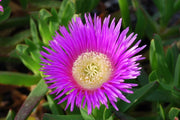 DROSANTHEMUM BARBA DI GIOVE IN VASO 17CM
