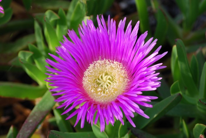 DROSANTHEMUM BARBA DI GIOVE IN VASO 17CM