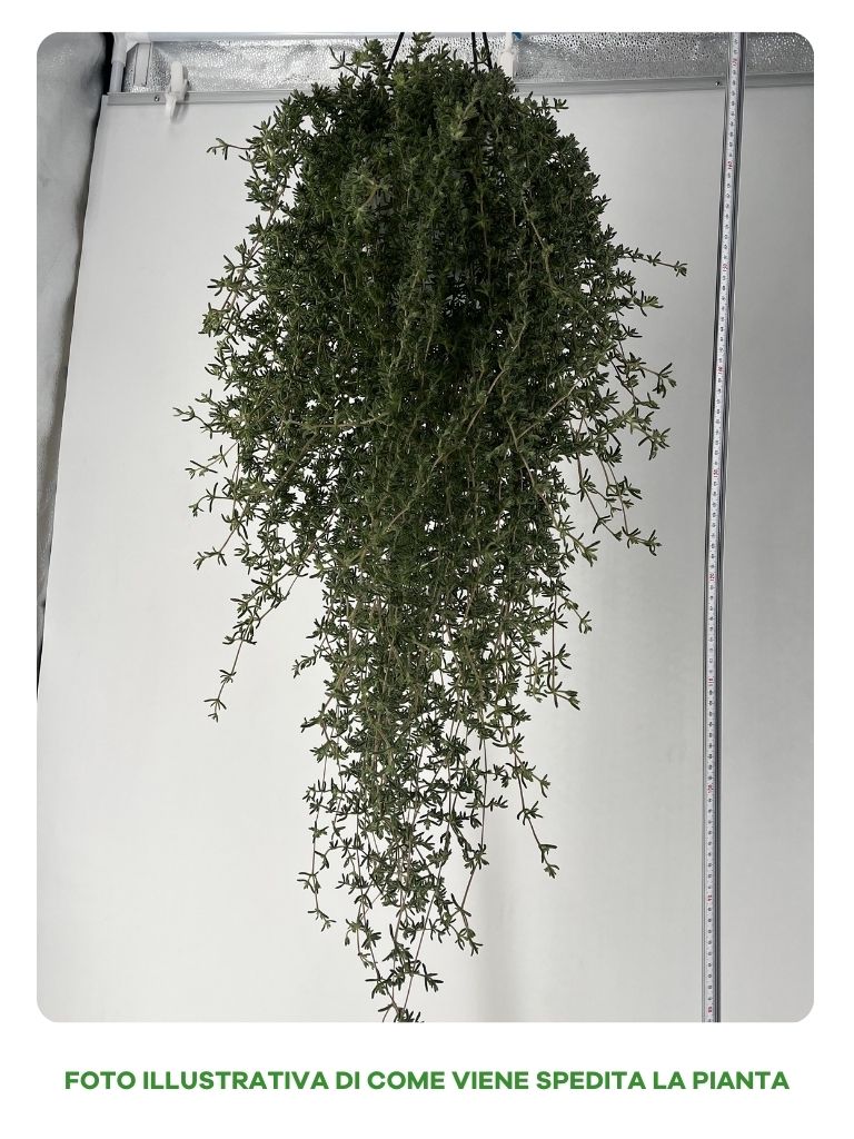 DROSANTHEMUM BARBA DI GIOVE IN VASO 17CM