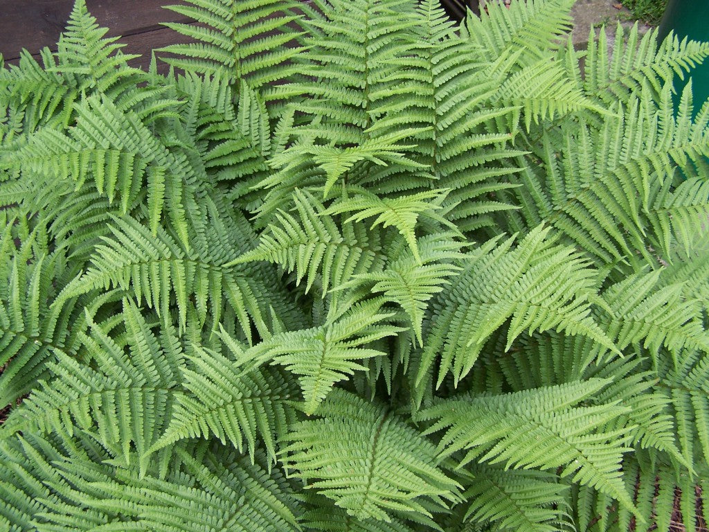 FELCE DRIOPTERIS FILIX MAS VASO 19CM