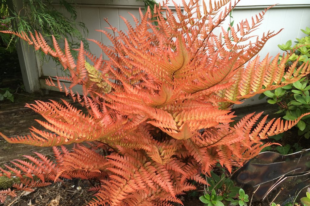 FELCE DRYOPTERIS ERYTHROSORA BRILLIANCE VASO 19CM