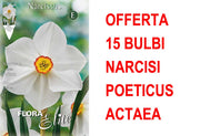 OFFERTA 15 BULBI NARCISO POETICUS ACTAEA