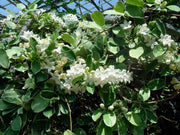 STEPHANOTIS FLORIBUNDA GELSOMINO DEL MADAGASCAR IN VASO 12CM